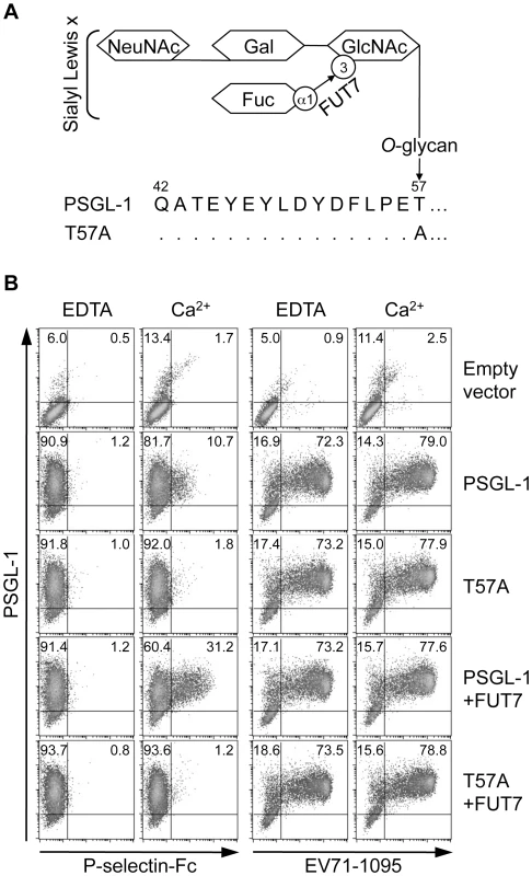 PSGL-1 <i>O</i>-glycosylation at T57 is not necessary for binding to EV71-1095.