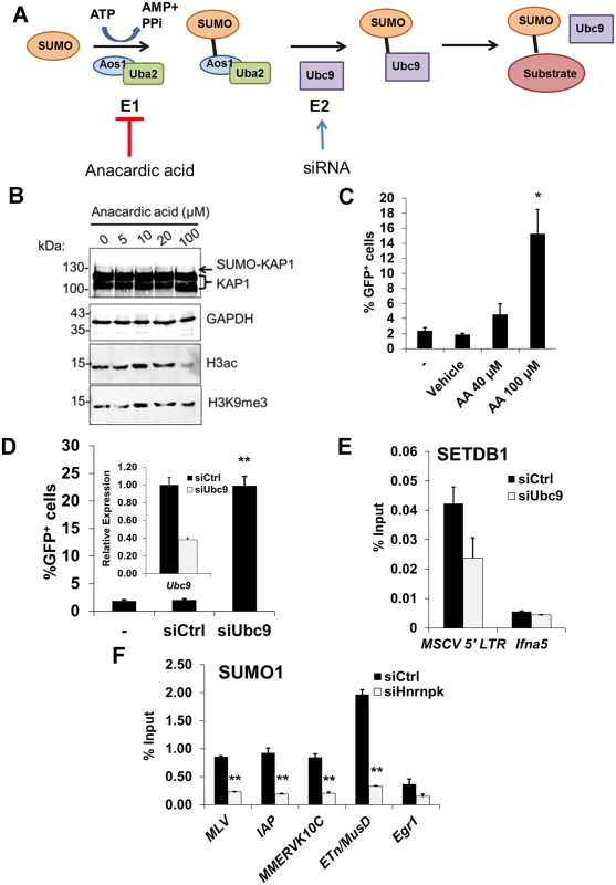 SUMOylation on proviral chromatin is required for SETDB1 recruitment and is compromised upon hnRNP K knockdown.