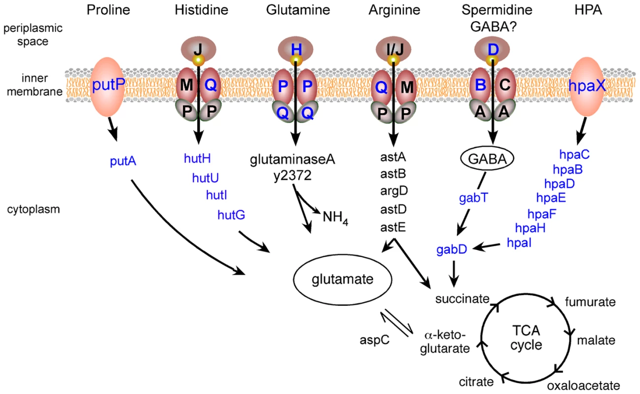 <i>Y. pestis</i> amino acid uptake and catabolism pathways upregulated in the flea.