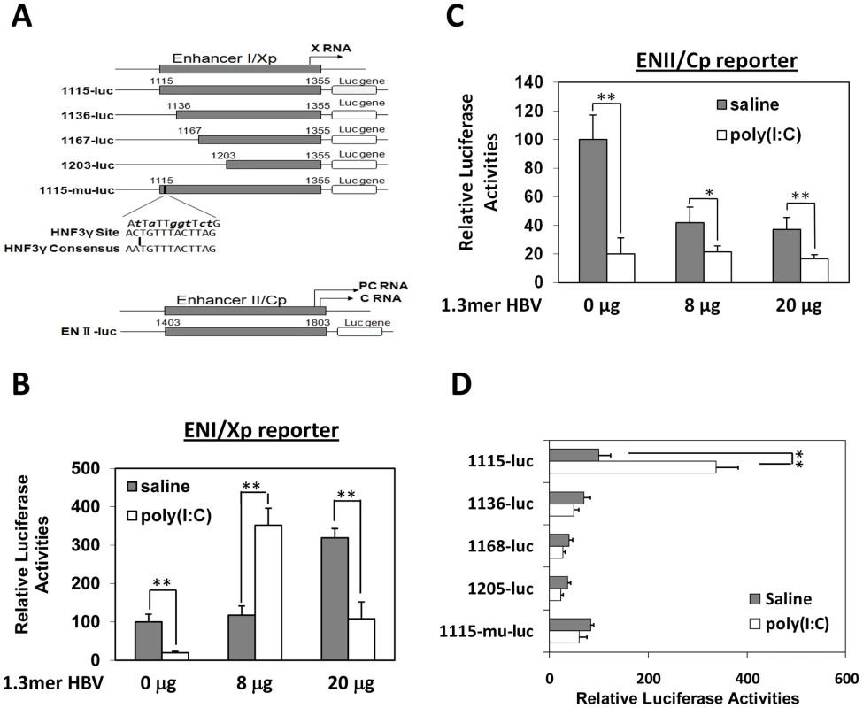 Effects of poly(I∶C) on HBV ENI/Xp and ENII/Cp in mice.