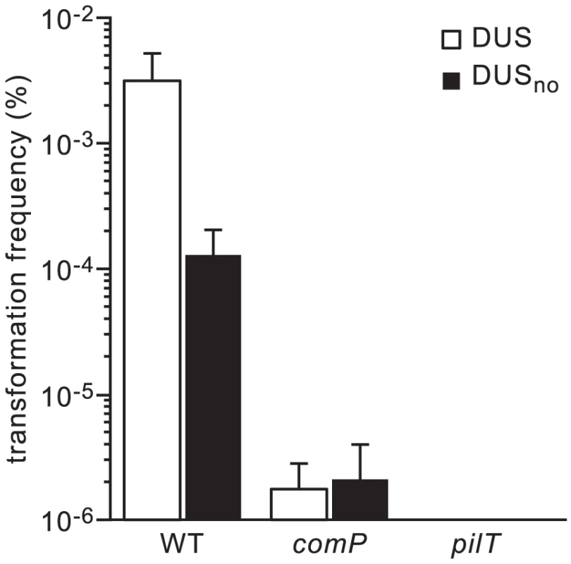 DUS enhancement of transformation in <i>N. meningitidis</i> 8013 is significant and ComP-dependent.