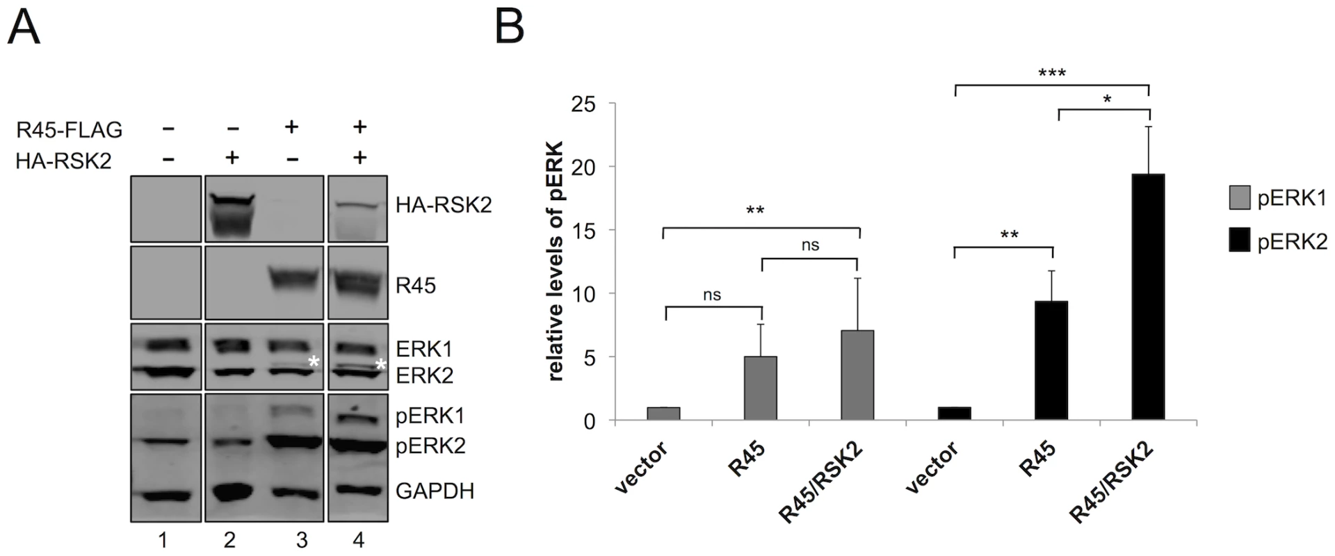 RRV ORF45 (R45) expression leads to the phosphorylation of ERK.