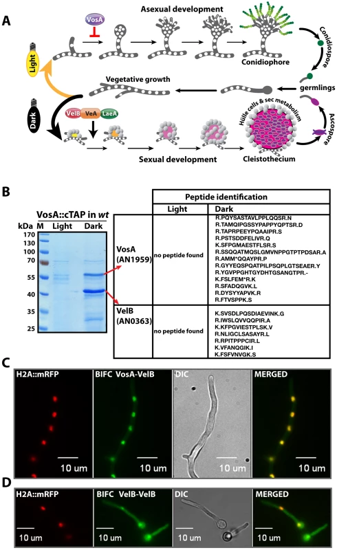 Life cycle of <i>Aspergillus nidulans</i> and identification of the VosA-associated proteins by tandem affinity purification.