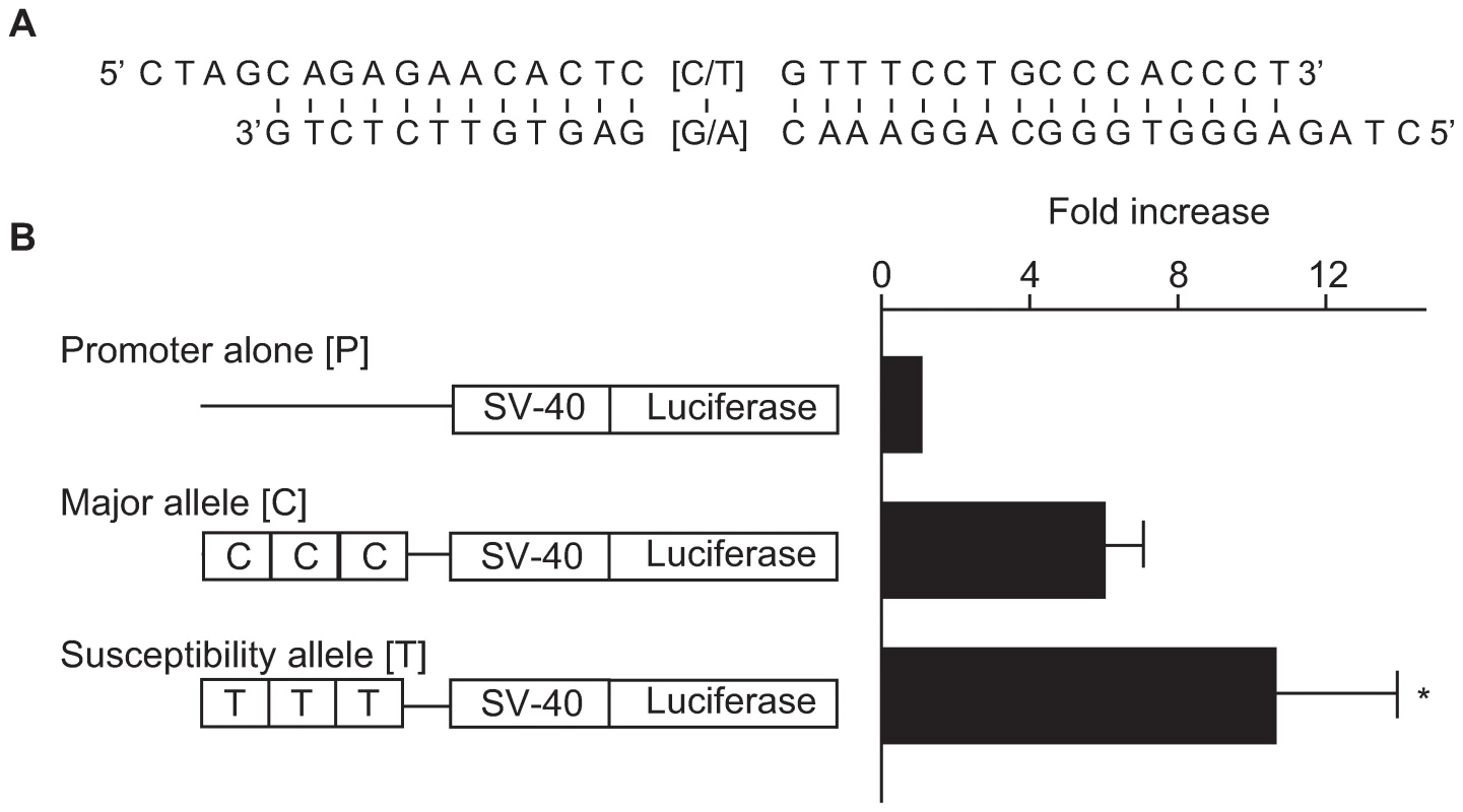 Effect of a 29-bp DNA fragment containing the associated SNP (rs2268388) on transcriptional activity in cultured hRPTECs.