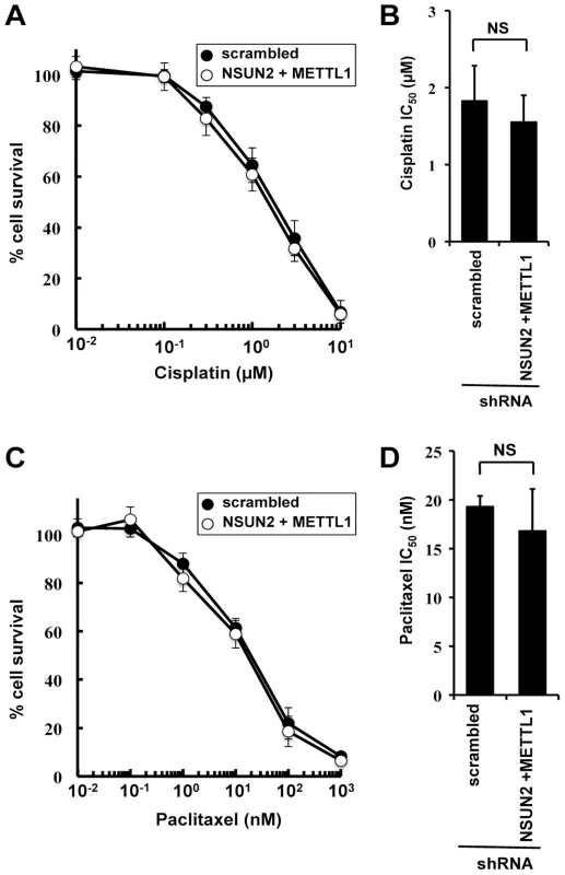 Effect of cisplatin and paclitaxel treatment in NSUN2 and METTL1 knockdown and double knockdown cells.