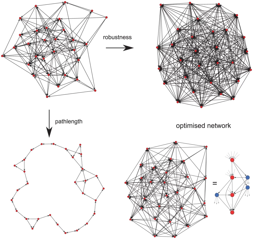 Network optimisation over two evolutionary traits.