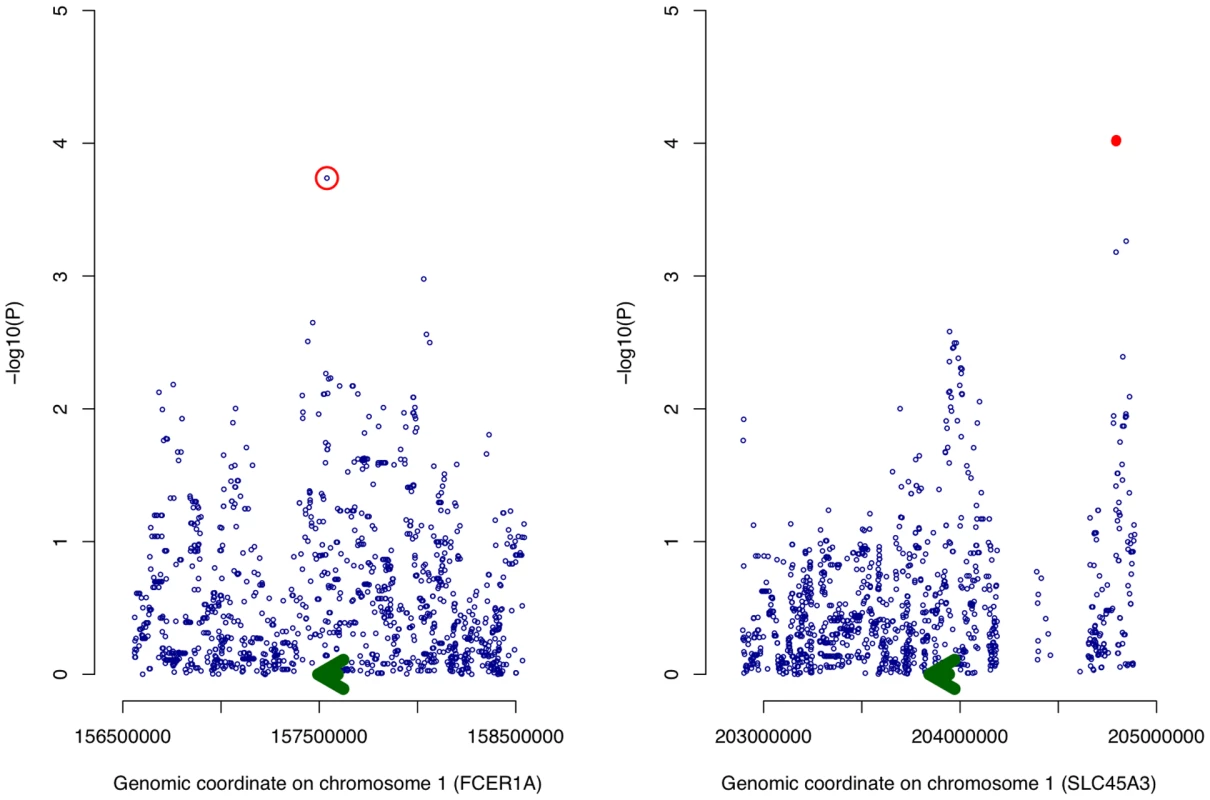Association of genetic variation with expression of <i>FCER1A</i> and <i>SLC45A3</i>.