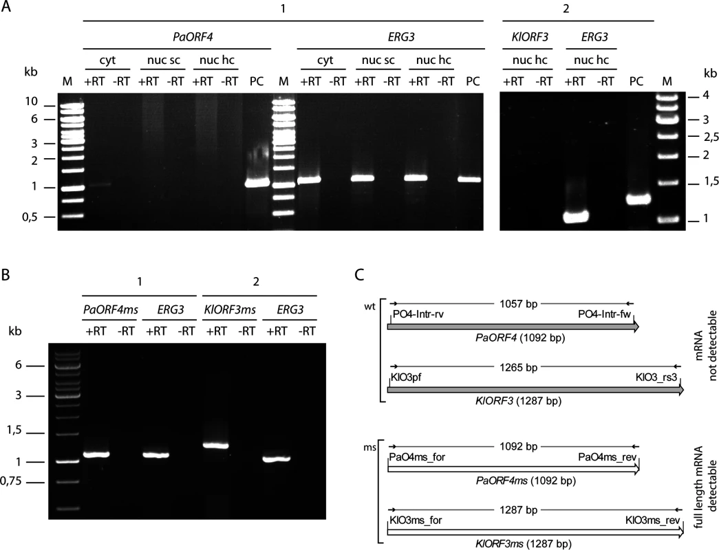 RT-PCR analysis of immRNA.