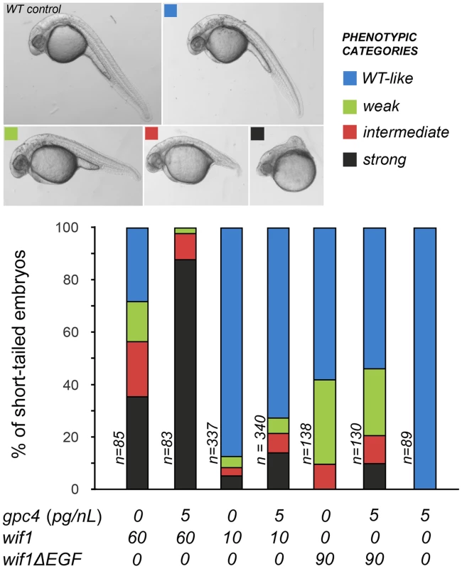 Gpc4 enhances the effects of full-length Wif1 in zebrafish embryos.