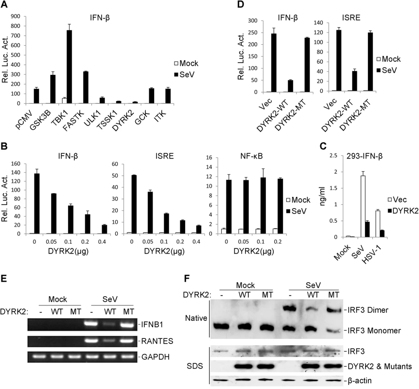 The overexpression of DYRK2 markedly inhibited the virus-triggered activations of IRF3 and IFNB1 gene transcription.