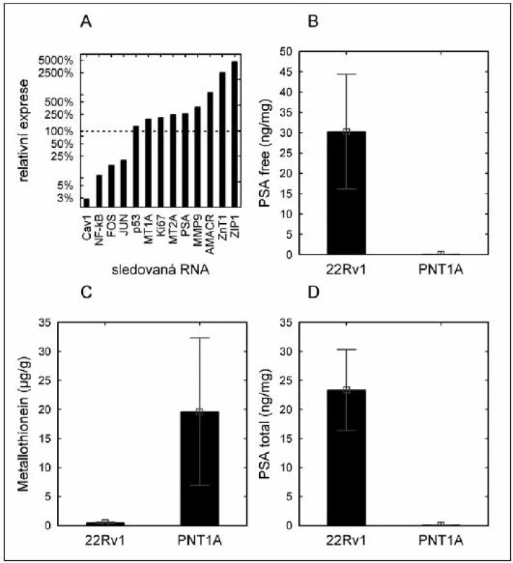 Hladina národových markerů u buněčných linií.
(A) – hladina mRNA markerů vyjádřená jako relativní násobek exprese nádorové linie (22Rv1) oproti nenádorové linii (PNT1A);
(B) – hladina volného PSA (obsah proteinu) v buněčných liniích;
(C) – hladina metalothioneinu (obsah proteinu) v buněčných liniích;
(D) – hladina celkového PSA v buněčných liniích (obsah proteinu).