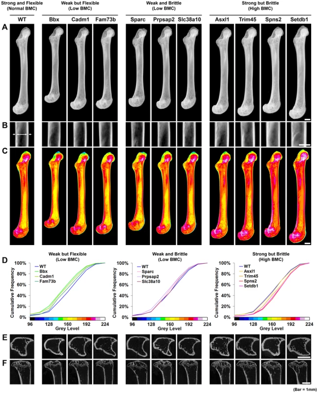 Knockout strains with major phenotypes affecting bone structure and strength.
