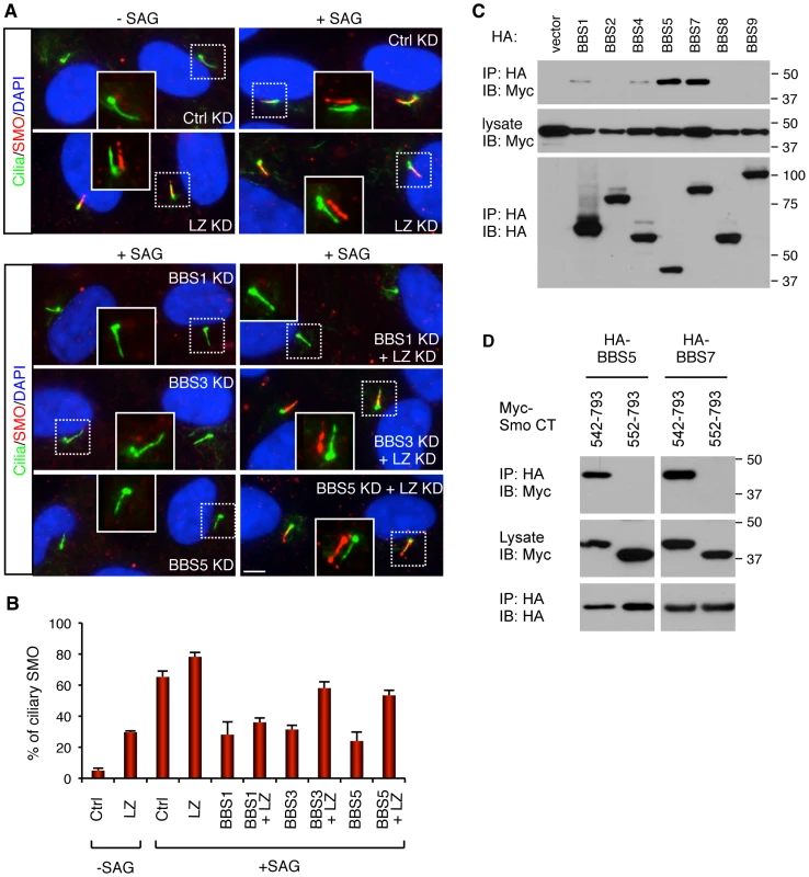 BBSome and LZTFL1 regulate SMO ciliary trafficking.