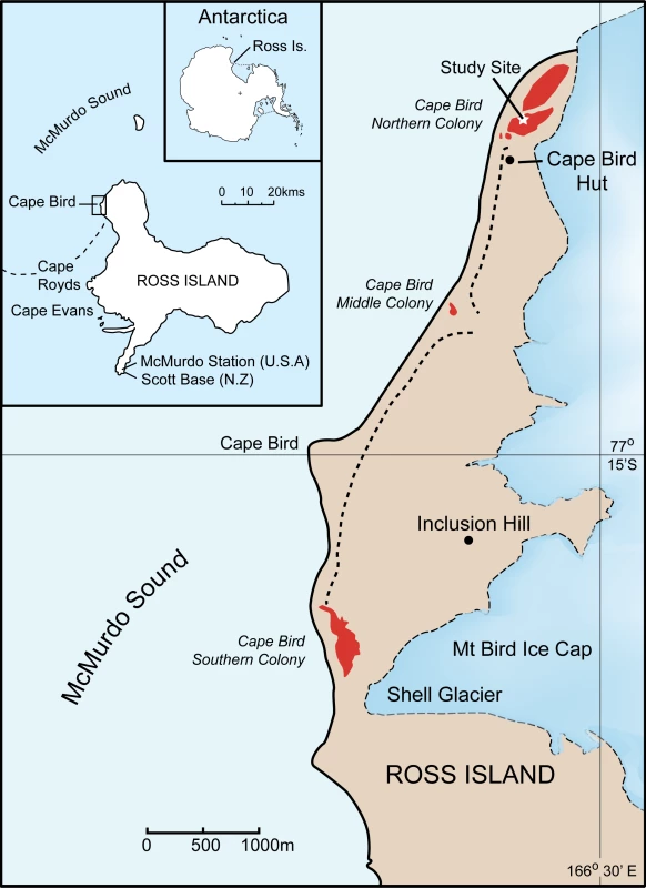 Location of the study site at Cape Bird, Ross Island, Antarctica.