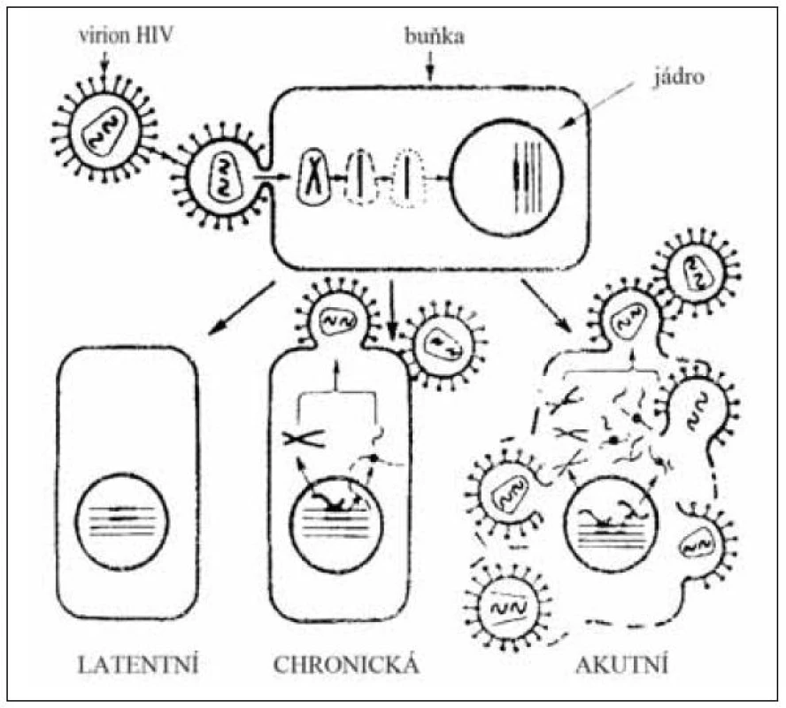 Reakce buňky na infekci HIV
Fig. 6. Cell response to HIV infection