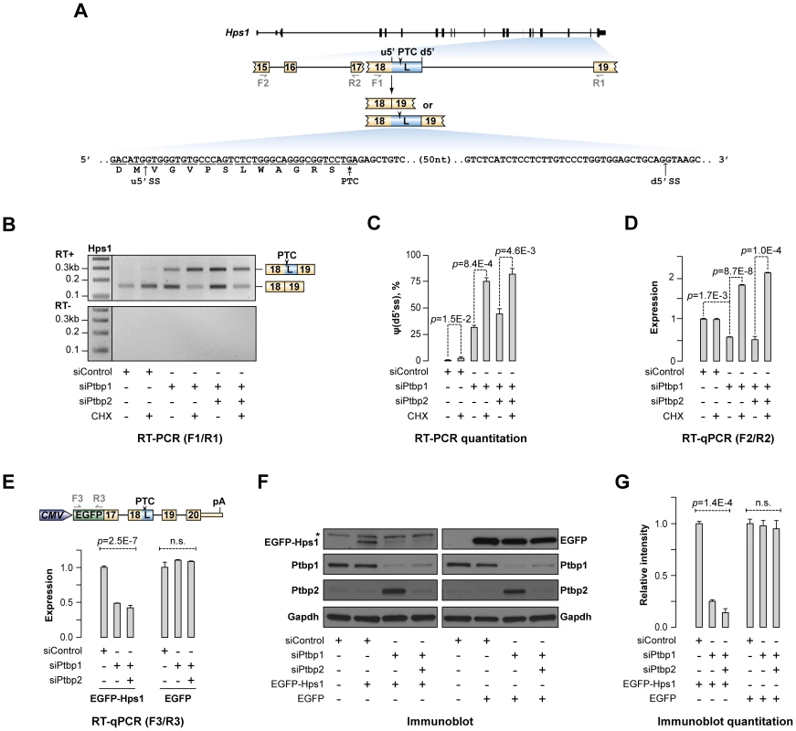 Ptbp1 regulates Hps1 mRNA abundance through AS-NMD.