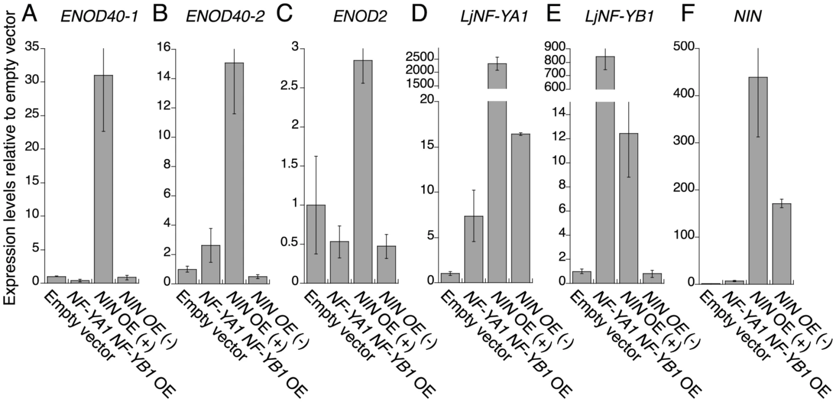 RT–PCR analysis of the expression of early nodulin genes and <i>LjNF-Y</i> subunit genes.