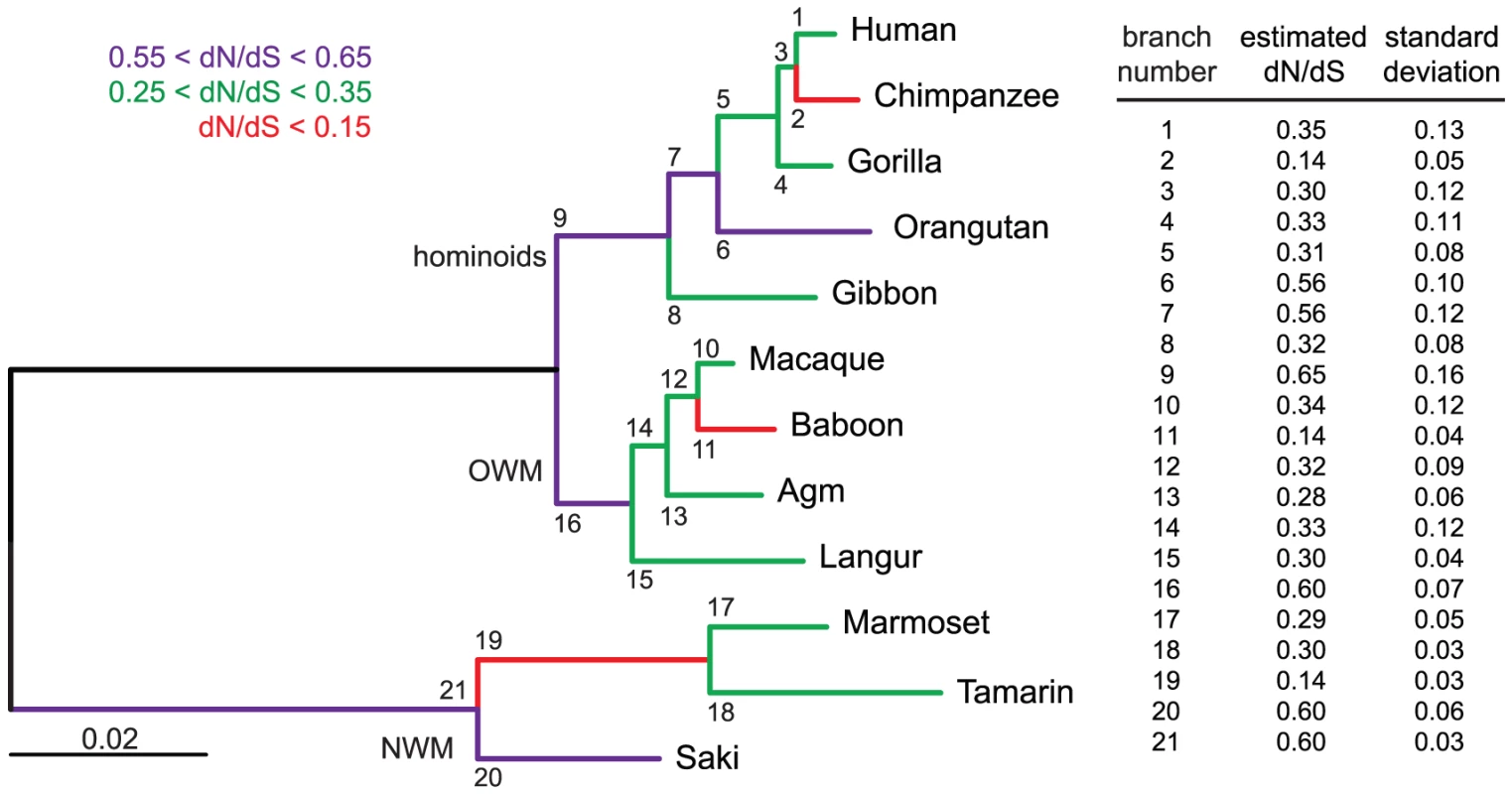 Branch-specific analysis of selection along the <i>envV2</i>-based phylogenetic tree.