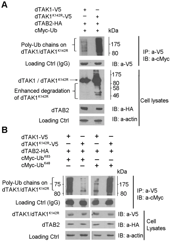 Ubiquitination profile is altered in the dTAK1<sup>K142R</sup> mutant.