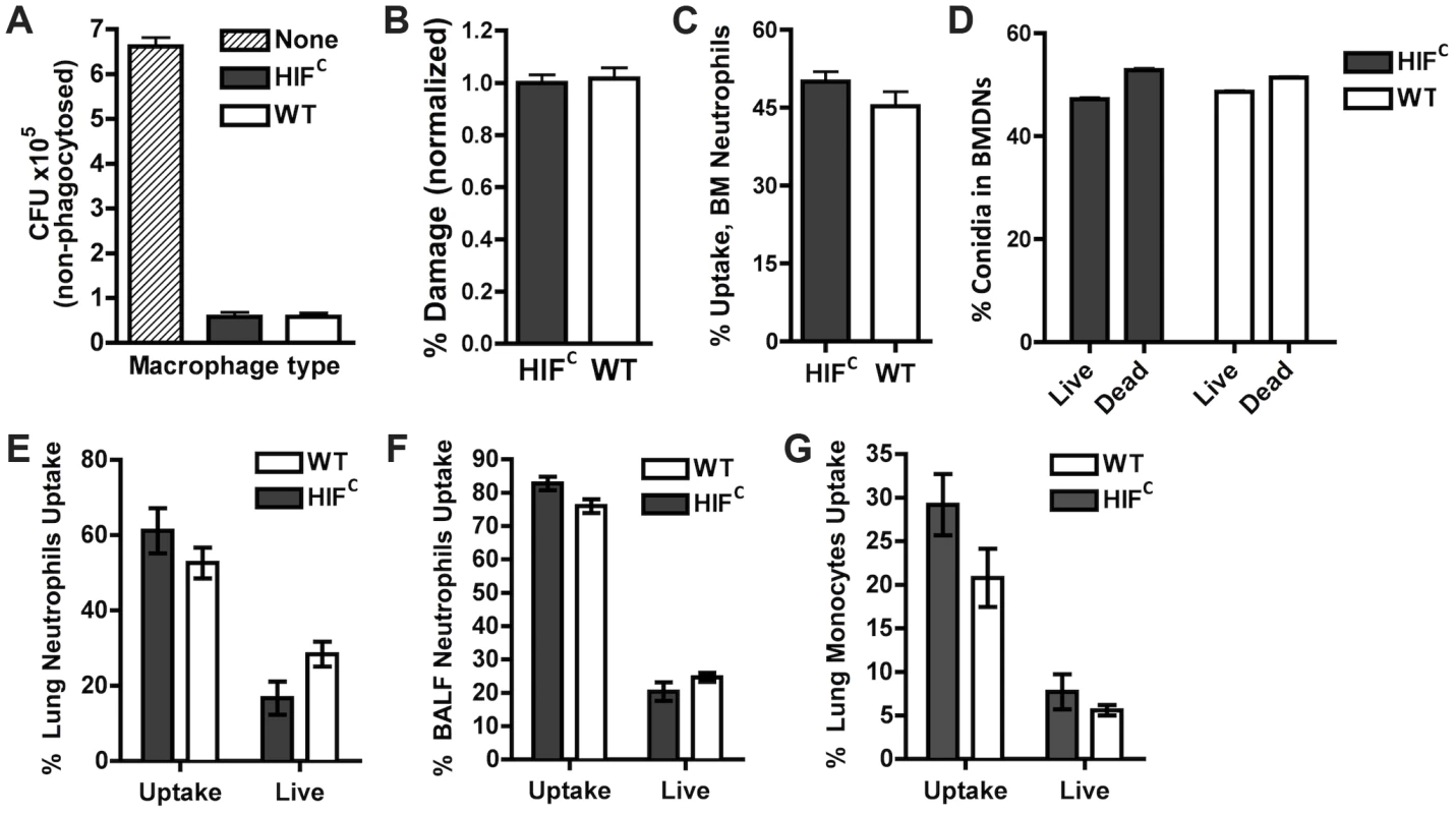HIF1α is not required for phagocytic uptake or killing of <i>A. fumigatus</i> by macrophages, monocytes, and neutrophils.