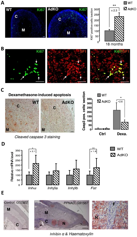 Proliferation and resistance to apoptosis in AdKO adrenals, inhibin-activin system in AdKO adrenals, and PPNAD.