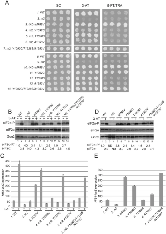 Substitutions in the HisRS domain suppress the <i>m2</i> mutation and constitutively activate Gcn2 in vivo.