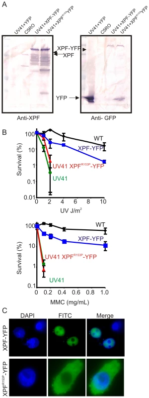 Characterization of XPF-YFP and XPF<sup>153</sup>-YFP in CHO cells.