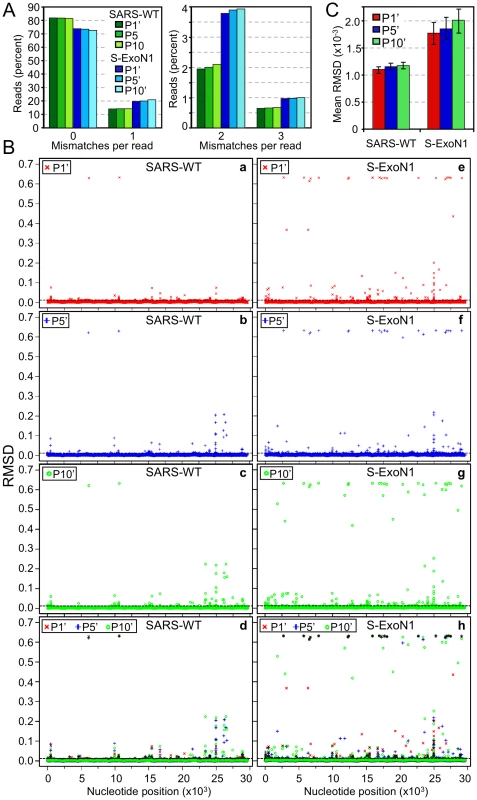 Genetic diversity of SARS-WT and S-ExoN1 from P1', P5', and P10'.
