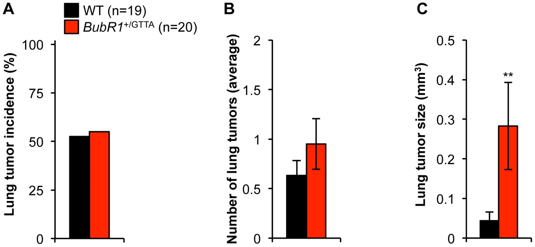 Carcinogen-induced lung tumor size is increased in <i>BubR1</i><sup>+/GTTA</sup> mice.