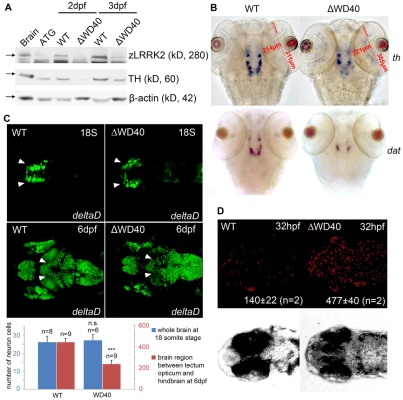 Phenotype of neuronal loss in LRRK2 ΔWD40 morphants.