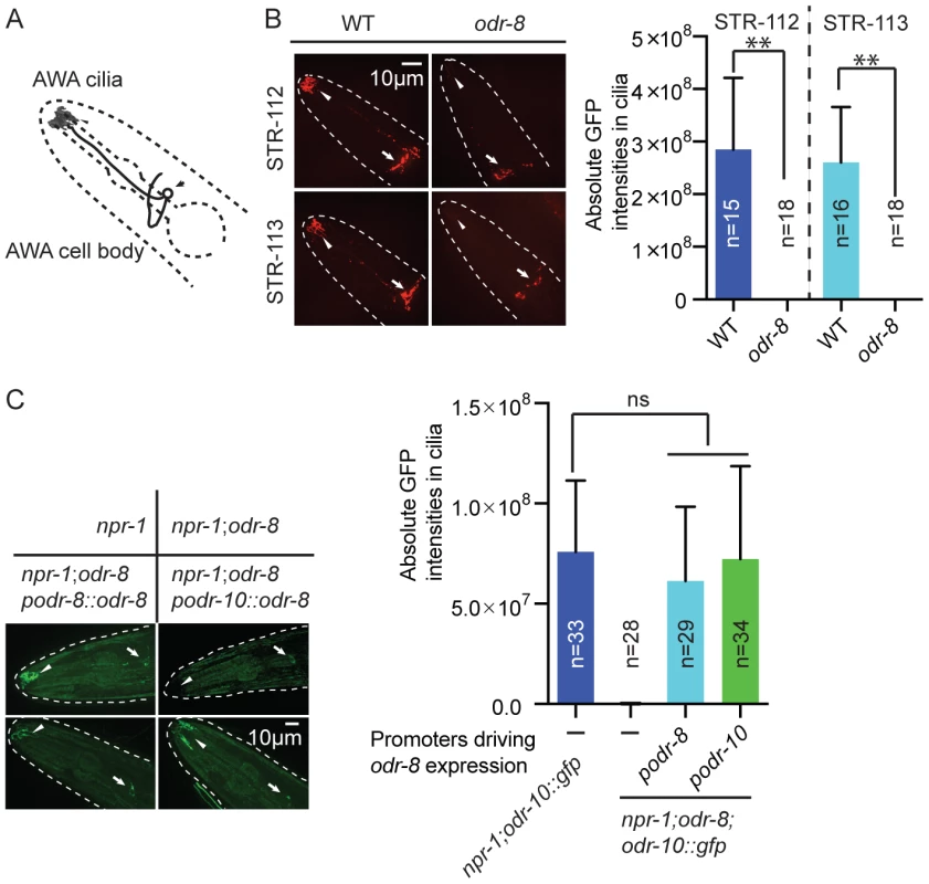 ODR-8 is required for the GPCR trafficking to the AWA cilia.