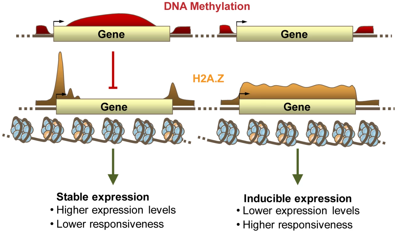 DNA Methylation, H2A.Z, and expression patterning.