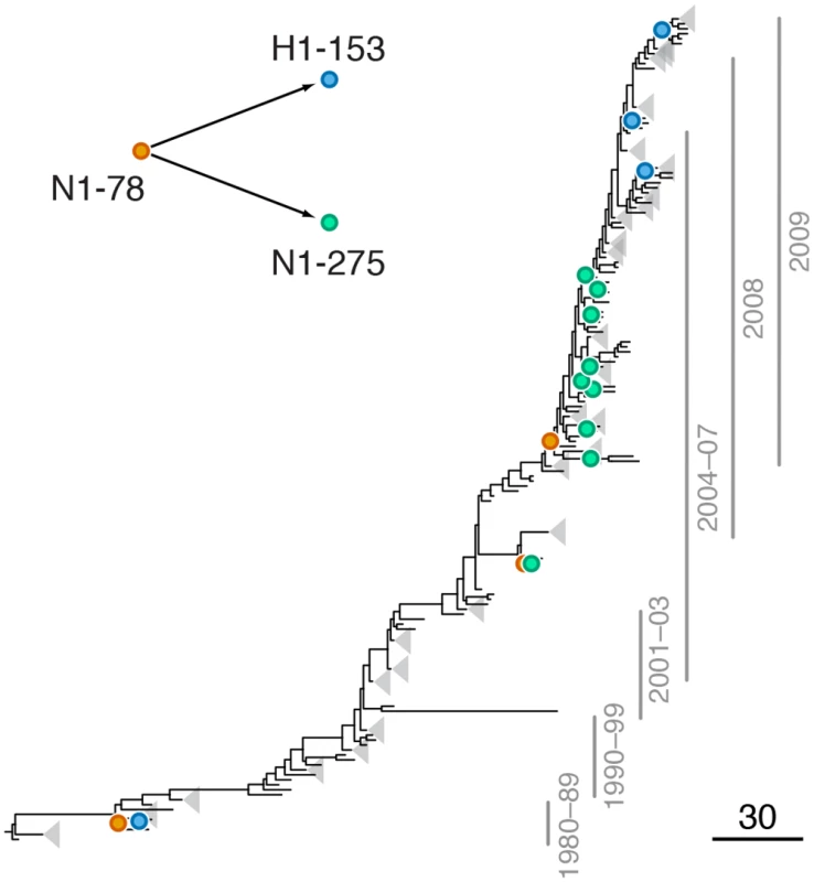 Example of putative inter-gene epistasis between sites N1-78 and H1-153.