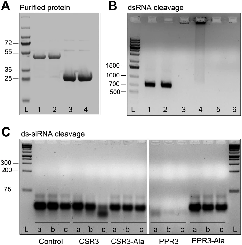 Endoribonuclease activity of PPR3 and CSR3 on long and short dsRNA.