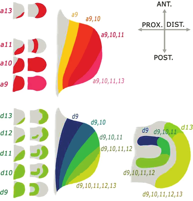 Schéma první a druhé vlny exprese Hoxa9-13 a Hoxd9-13 genů v končetině potkana