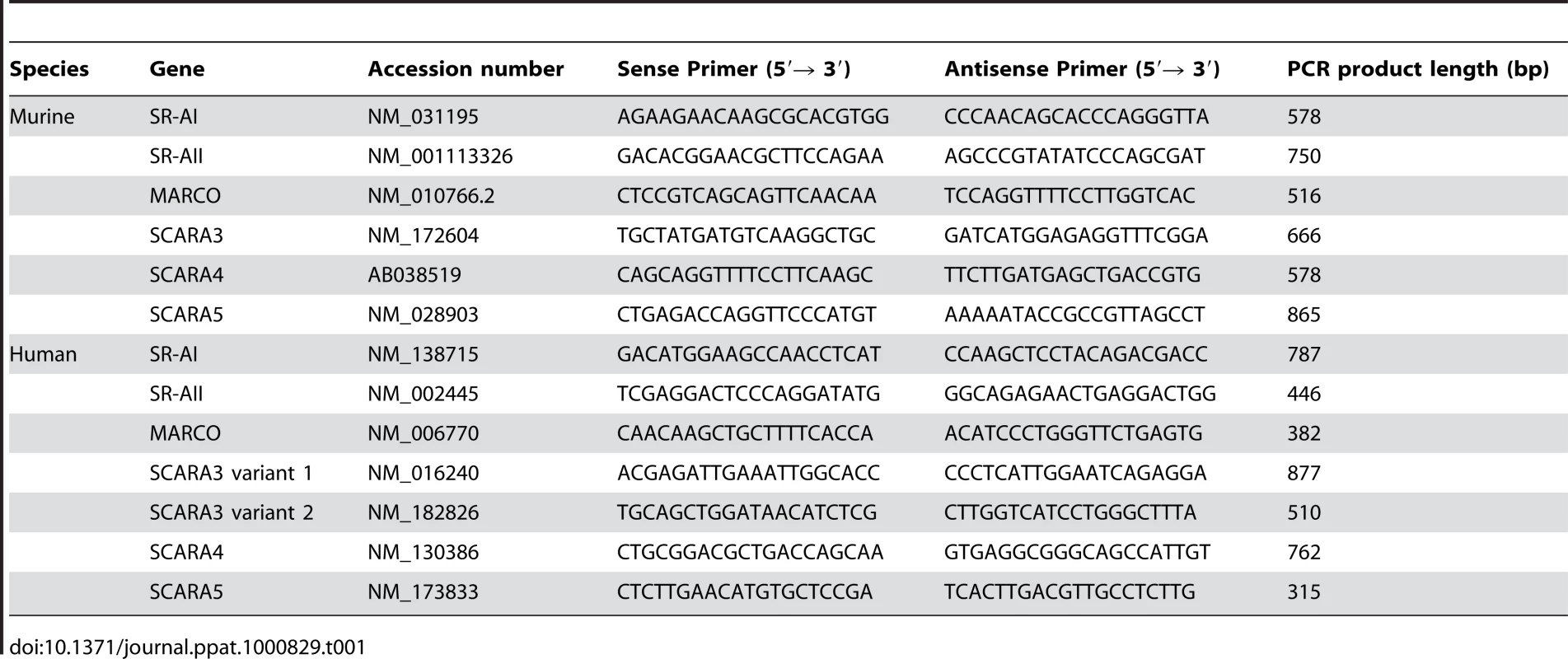 Primer sequences used for amplifying scavenger receptor transcripts by RT-PCR.