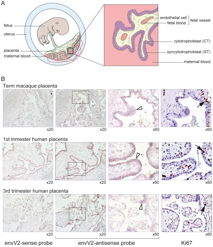 <i>In situ</i> hybridization for <i>envV2</i> expression in the macaque and human placenta.