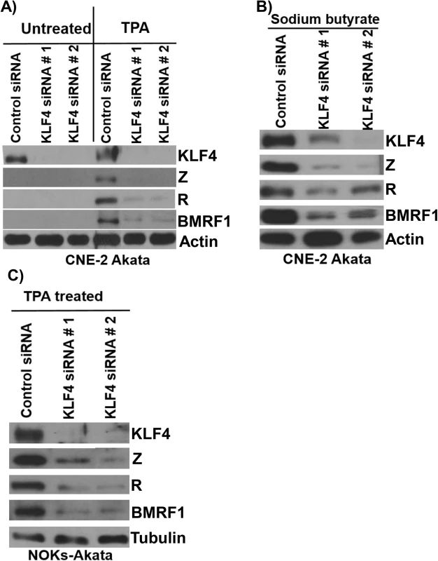 Endogenous KLF4 is required for TPA and sodium butyrate mediated lytic EBV reactivation in epithelial cell lines.