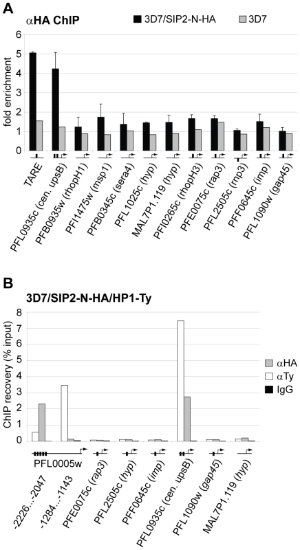 PfSIP2-N-HA binds exclusively to SPE2 elements located in heterochromatic TARE2/3 and upsB <i>var</i> gene domains.