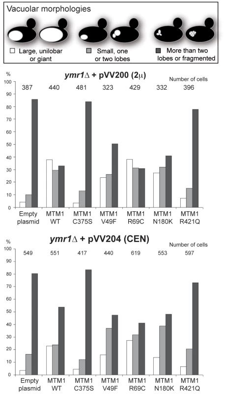 Vacuolar morphologies quantification in yeast cells producing MTM1.