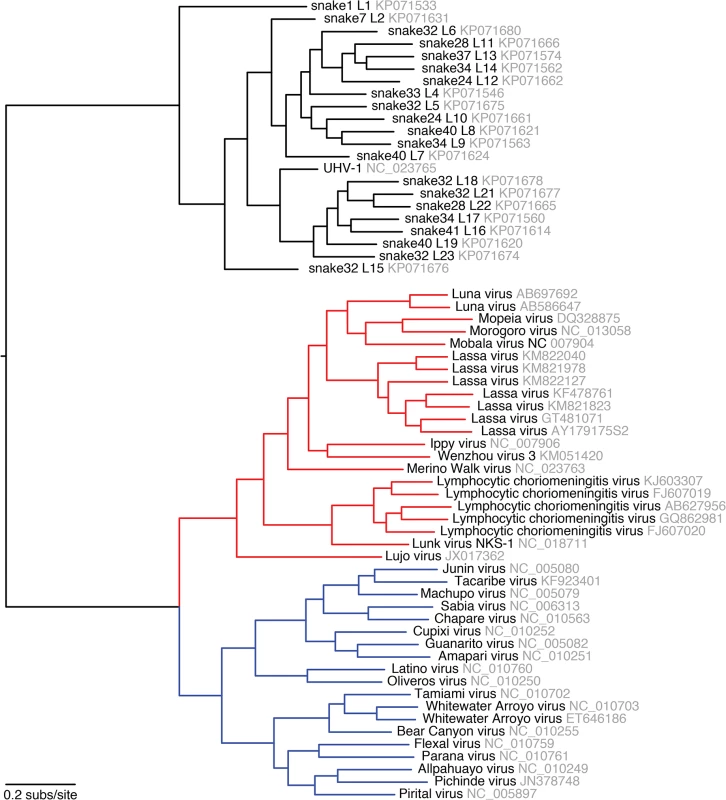 Phylogeny of representative snake and mammalian arenaviruses provides an overview of arenavirus diversity.