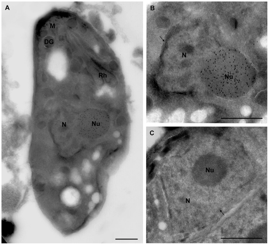 Ultrastructural analyses show that ectopic expression of TgNF3-YFP enhanced considerably nucleolar size.