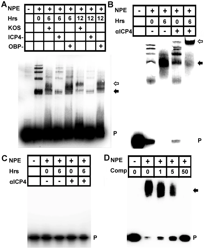 ICP4 binds the human VEGF-A promoter.