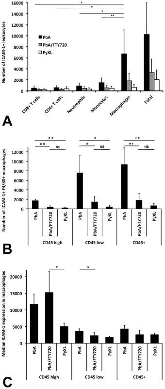 ECM is associated with the recruitment of ICAM-1+ macrophages.