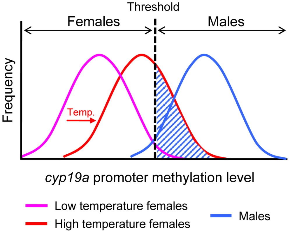 Schematic diagram of the frequency distribution of the sb c<i>yp19a</i> promoter methylation levels in females and males.