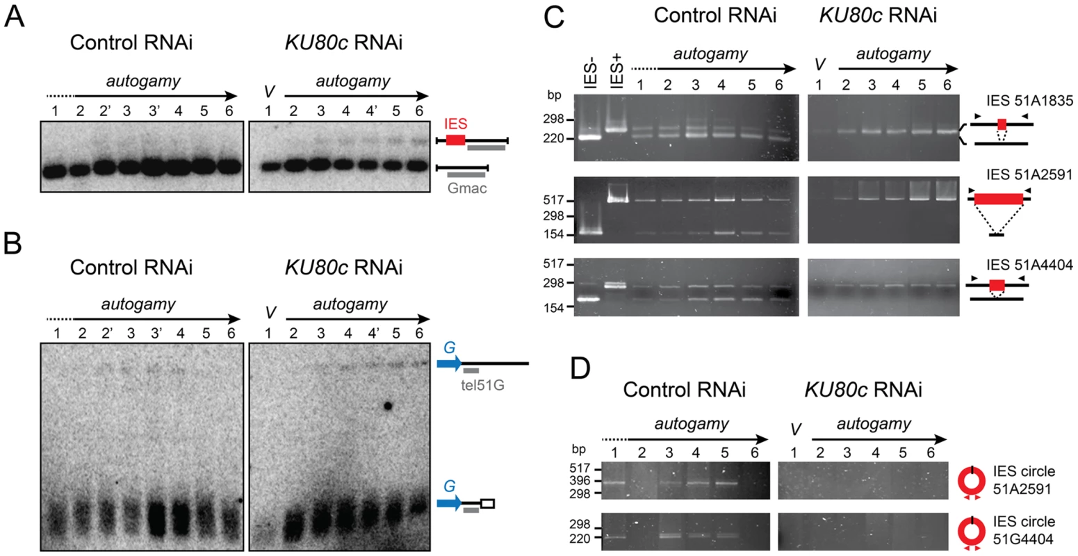 Molecular analysis of genome rearrangements after Ku80c depletion.