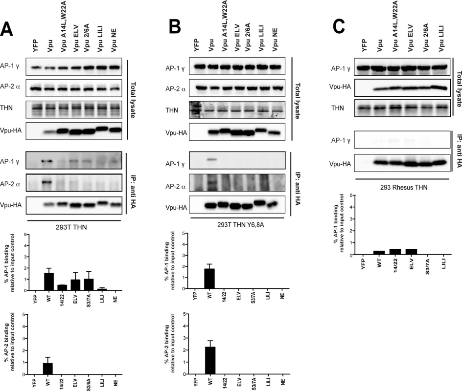 Vpu interacts with clathrin adaptors AP-1 and AP-2 in tetherin-expressing cells.