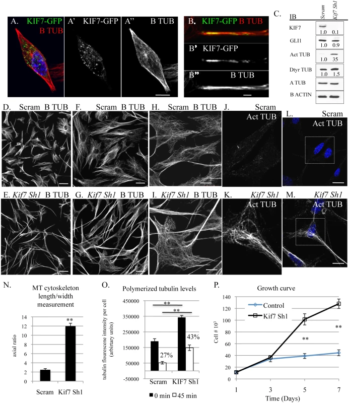 KIF7 regulates microtubule organization, microtubule stability, and cellular proliferation in fibroblasts.