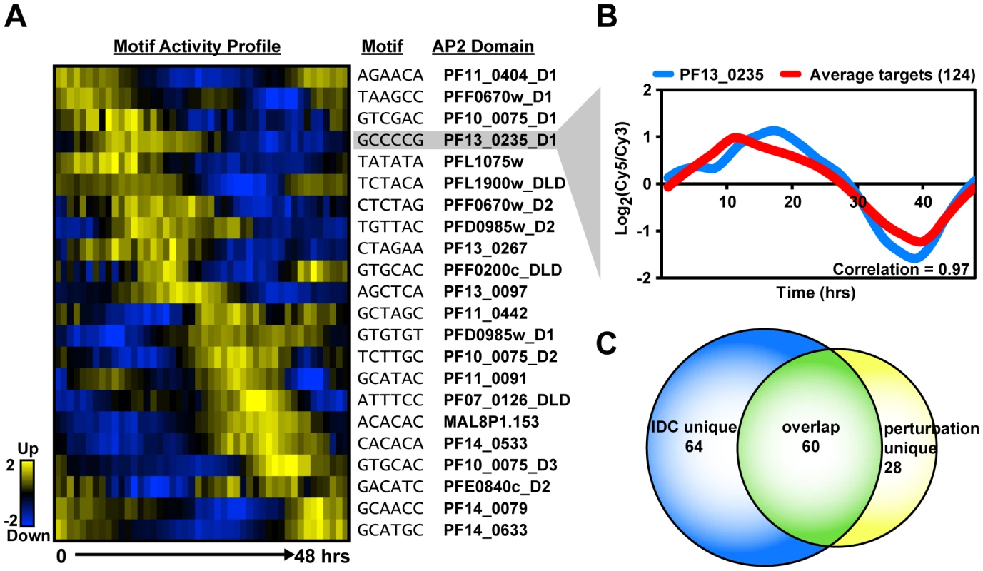 Activity profiles for AP2 motifs and refinement of target gene predictions during the IDC.