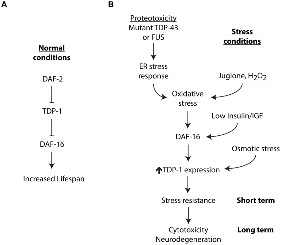 Integrated model for stress-induced TDP-1 expression.